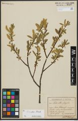 Foto von Salix alba L. x Salix fragilis L.